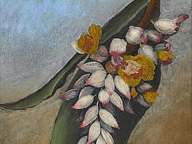 1821-Persis Goodale Thurston Taylor - Conchiglia di zenzero, Hawaii
